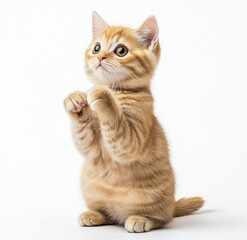 Obraz premium Cute Tabby Kitten Sitting Upright Raising Paws on White Background