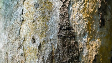 Tree bark texture close up detail natural pattern