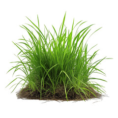 Obraz premium fresh green grass isolated on transparent white background, clipping path