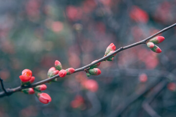 red berries on a branch