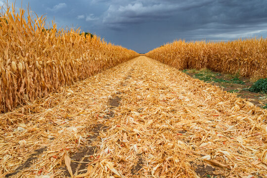 Looking along a row of dried corn under a dark sky