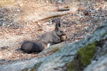 먹이를 먹는 청설모