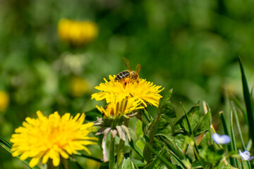 Abeille butinant un pissenlit avec poche de pollen