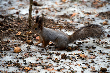 A squirrel in a spring forest descends to the ground in search of food.