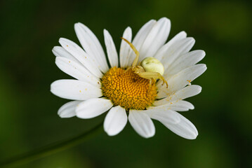Stokrotka (Bellis L.) i Kwietnik (Misumena vatia) © tom