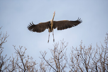 해오라기의 비상