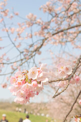 Fototapeta premium 桜のアップ_003