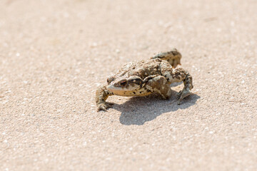 두꺼비 기어가다
