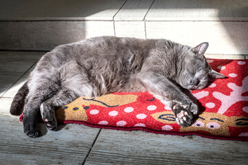 burmese cat lies on a New Year's rug and basks in the sun in the house