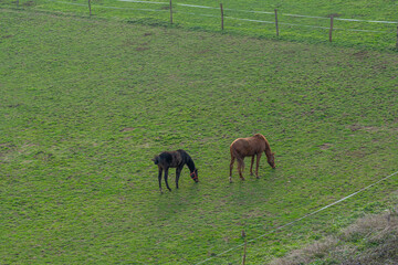 Alencon, France - 03 25 2025: Four black and brown horses in a pasture eating and running with an overcast sky and rays of light.