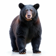 Fototapeta premium brown bear isolated on white