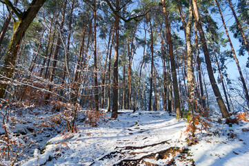Fototapete bei efototapeten.de bestellen   
