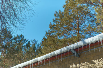 Snow and icicles on the roof of the house against the background of blue sky and pine forest in blur. Sunny spring day. Spotlight on a brick wall.