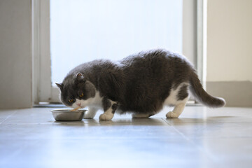 British shorthair cat is eating