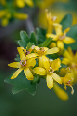 Golden currant yellow flowers on blurred backround - Ribes aureum