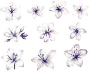 Collection Of Delicate White Lilies With Soft Lavender Accents On Transparent Background