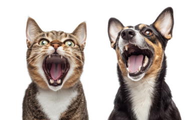 a close-up studio shot of a tabby cat and a dog baring their teeth and open their mouths wide