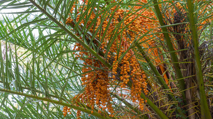 A vibrant image of a date palm tree with orange and yellow dates, lush green leaves, under a clear sky, reflecting peak ripeness.