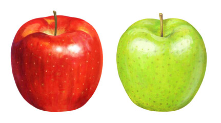 赤りんご 青リンゴのイラスト
