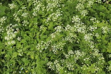 green moss background
