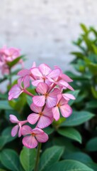 Obraz premium Pink Adenium obesum blooms in sharp focus, vibrant green foliage blurred background, garden, tropical, vibrant