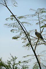 Gorgeous heron on tree.