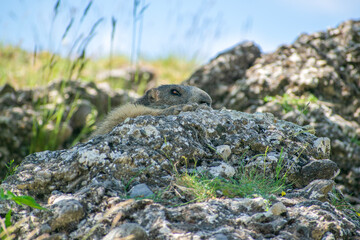 T&ecirc;te de marmotte aux aguets sortant d'un rocher