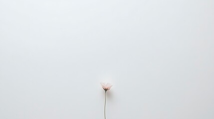 A solitary flower stands centered against a smooth white background