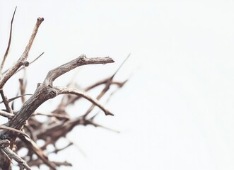 Detailed Dry Branches Texture on White Background for Abstract Design