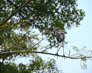 Gorgeous heron on tree back view  in Bangkok park.