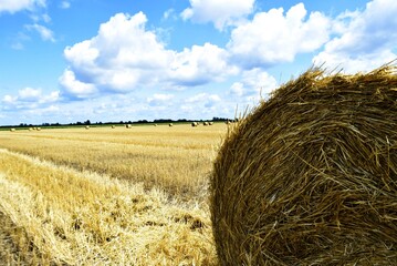 In a fertile field, under a colorful blue sky, under the clouds, straw bales stand, sparkling in...