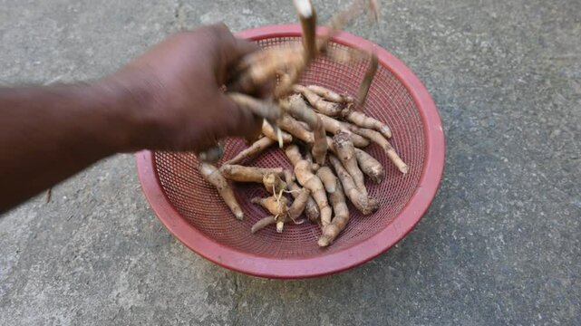 Colocasia Tuber. It is a flowering plants&nbsp;in the family&nbsp;Araceae. Its other names elephant ear, cocoyam, large leaved genera, Araceae, Xanthosoma&nbsp;and&nbsp;Caladium. This is a vegetable. Arbi.