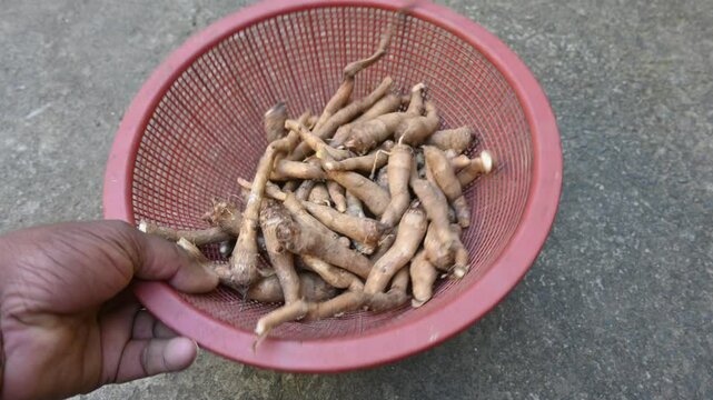 Colocasia Tuber. It is a flowering plants&nbsp;in the family&nbsp;Araceae. Its other names elephant ear, cocoyam, large leaved genera, Araceae, Xanthosoma&nbsp;and&nbsp;Caladium. This is a vegetable. Arbi.