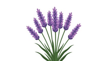 Obraz premium Lavender stems arranged in fan shape, tranquility and beauty