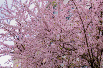 Selective focus of pink Cherry blossoms blooming on the tree with blue sky, Sakura flowers in early spring, The flower of trees in Prunus subgenus Cerasus, Nature background, Abstract floral wallpaper