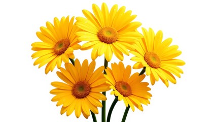 Bright yellow daisies adorned with dew drops, natural beauty