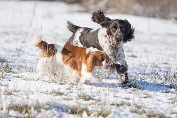 Cavalier King Charles Spaniel and Springer Spaniel walking in a snowy field
