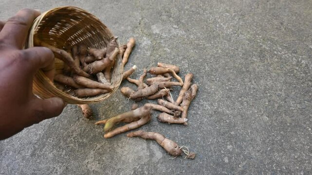 Colocasia Tuber. It is a flowering plants&nbsp;in the family&nbsp;Araceae. Its other names elephant ear, cocoyam, large leaved genera, Araceae, Xanthosoma&nbsp;and&nbsp;Caladium. This is a vegetable. Arbi.
