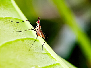 A tiny, long legged fly with striking red eyes perched on a green leaf. Perfect for entomology studies, macro photography