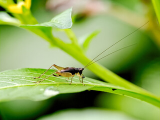 A small cricket perched on a vibrant green leaf, showcasing its delicate features and long antennae