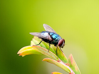 A metallic blue green fly with prominent red eyes perched on a cluster of leaves. Perfect for entomology studies