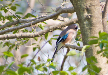 森の中のカケス