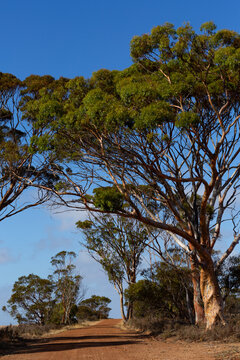 Salmon gum trees beside unsealed country road