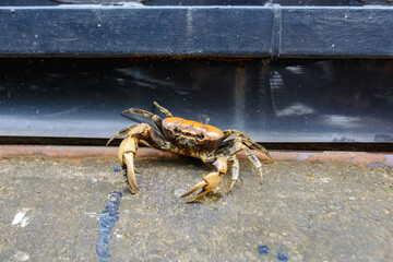 Crabs walking