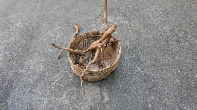 Colocasia Tuber. It is a flowering plants&nbsp;in the family&nbsp;Araceae. Its other names elephant ear, cocoyam, large leaved genera, Araceae, Xanthosoma&nbsp;and&nbsp;Caladium. This is a vegetable. Arbi.