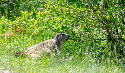 Marmotte au milieu des hautes herbes