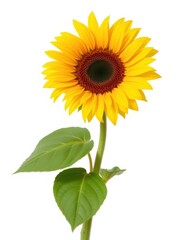 Fototapeta premium A single sunflower, vibrant yellow, isolated on pure white background, bright, field