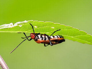 Red cotton bug Dysdercus cingulatus perched on a flower bud, showcasing its vibrant colors and distinctive patterns