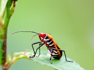 Red cotton bug Dysdercus cingulatus perched on a flower bud, showcasing its vibrant colors and...