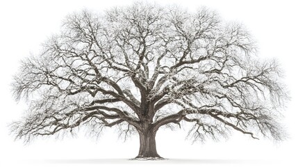 Majestic Snow Covered Winter Oak Tree Isolated on White